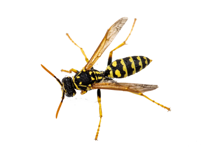 Feldwespe