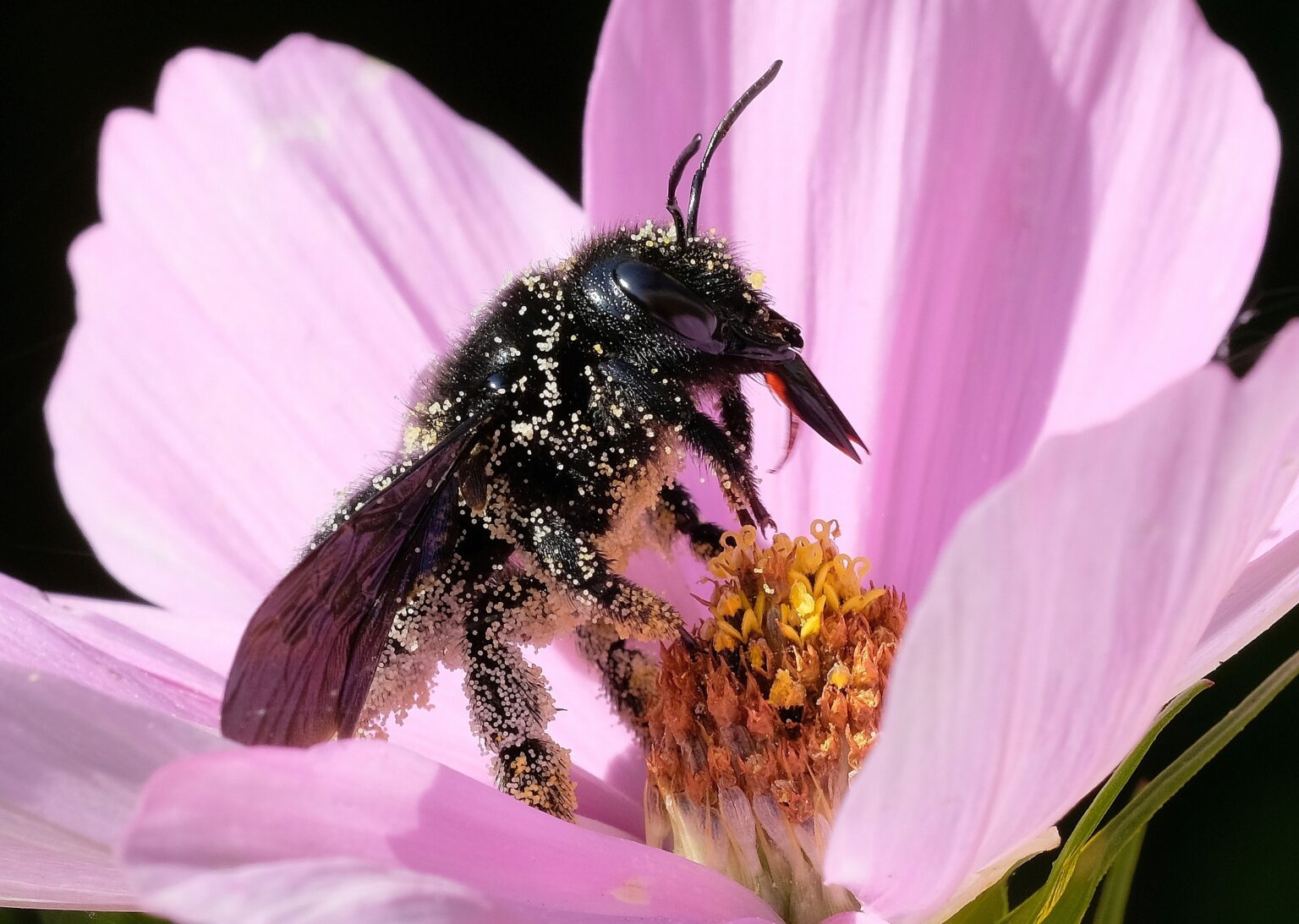 Wildbienen