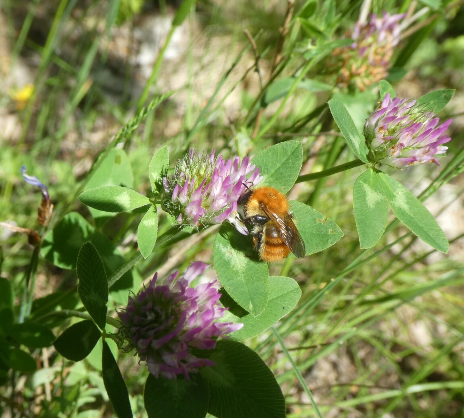 Ackerhummel