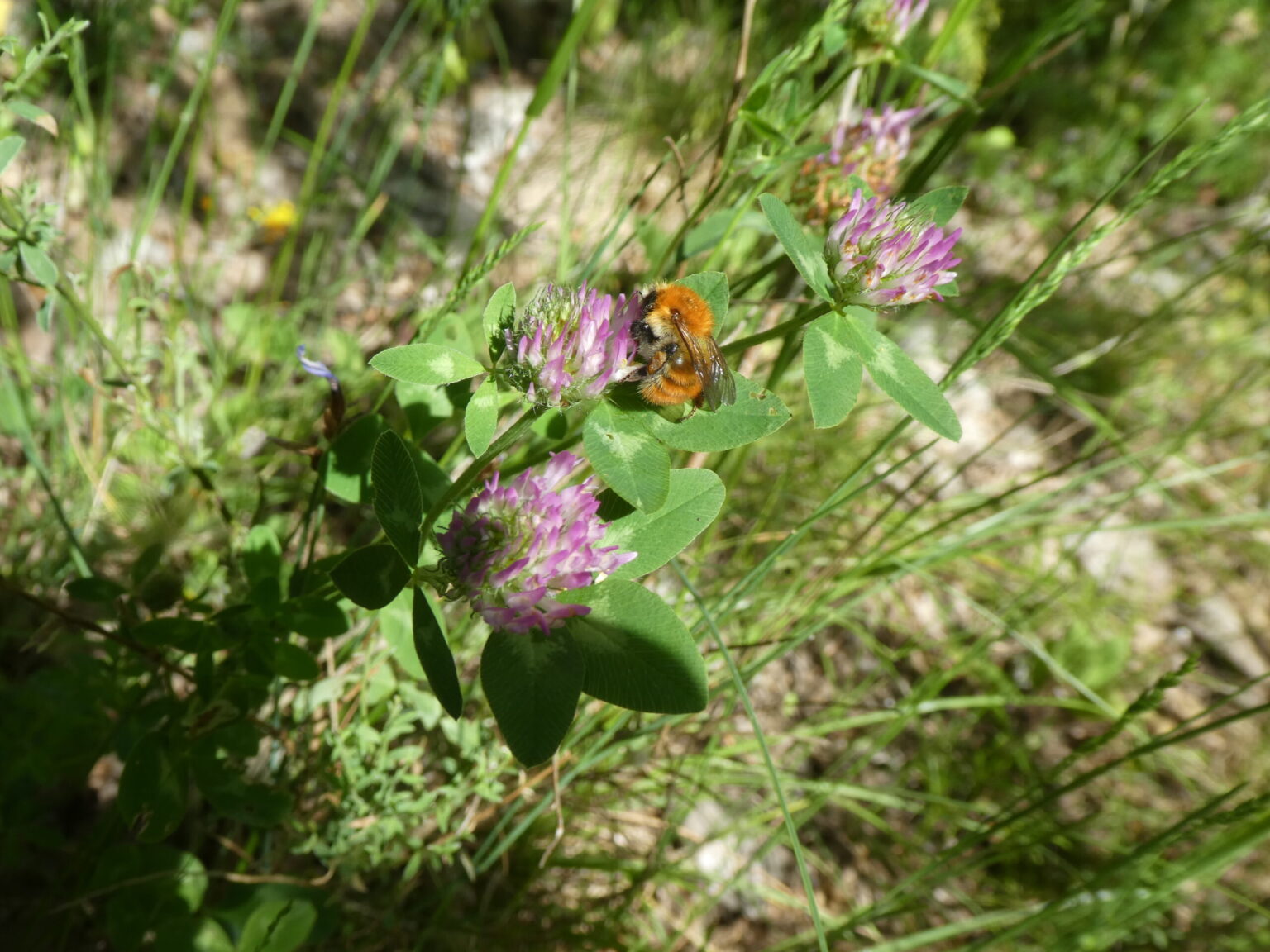 Ackerhummel