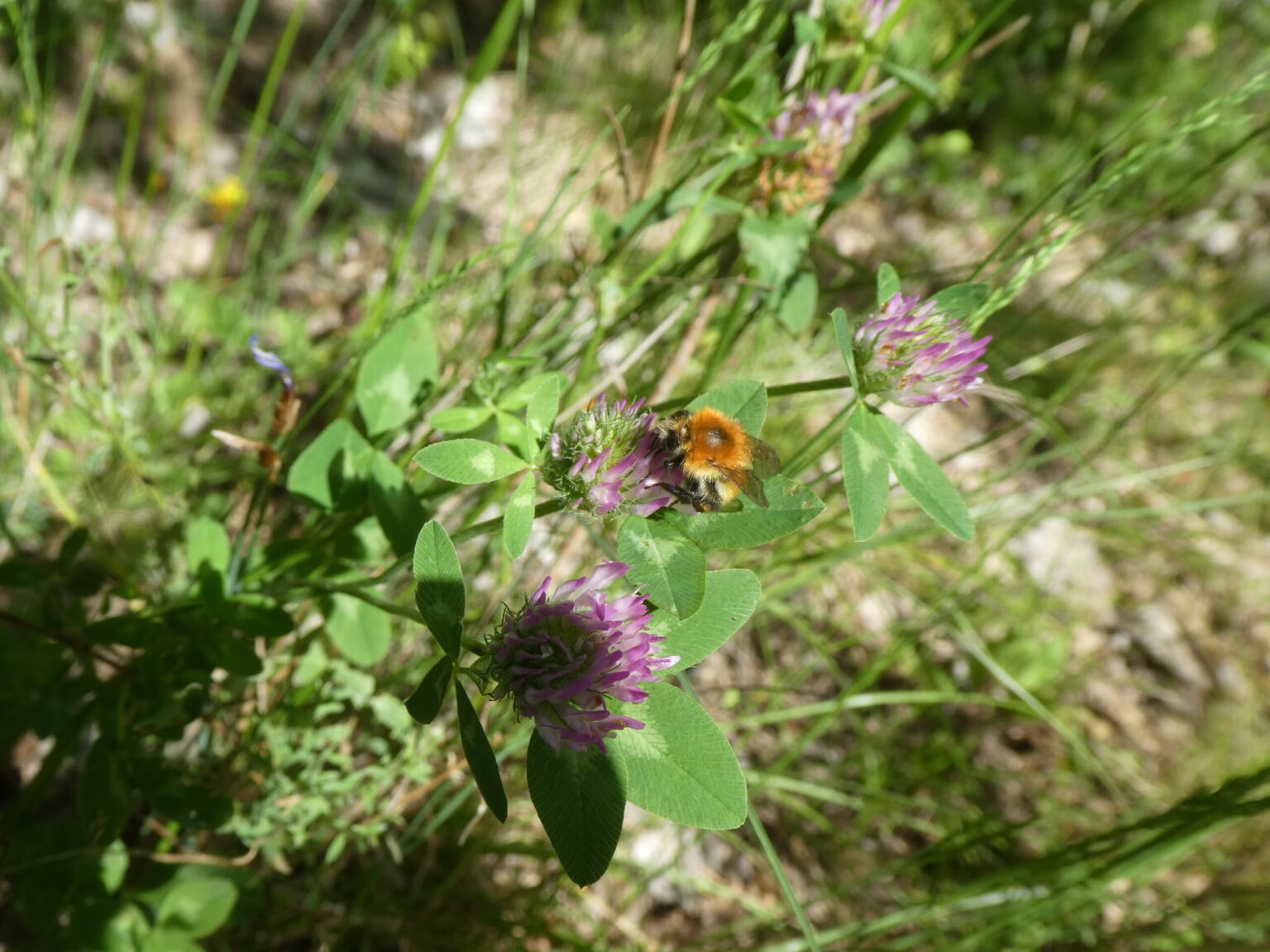 Ackerhummel