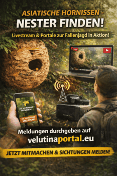 hornissenportal