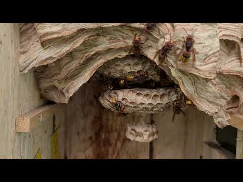 Hornissen bauen ihre Nester in der Natur