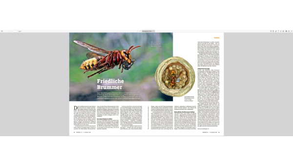 Tierwelt - friedliche Brummer