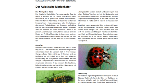 Marienkäfer Ansammlung